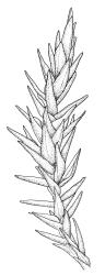 Dicranoloma obesifolium, portion of shoot, moist. Drawn from A.J. Fife 8434, CHR 464665, and W. Martin 550.1, CHR 528805.
 Image: R.C. Wagstaff © Landcare Research 2018 